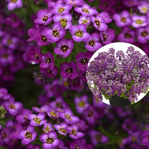 Lobularia maritina 'Princess in Purple' - Rand-kivikilbik 'Princess in Purple' P9/0,55L